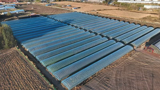 保康镇保中村建设的设施农业大棚。刘郡摄