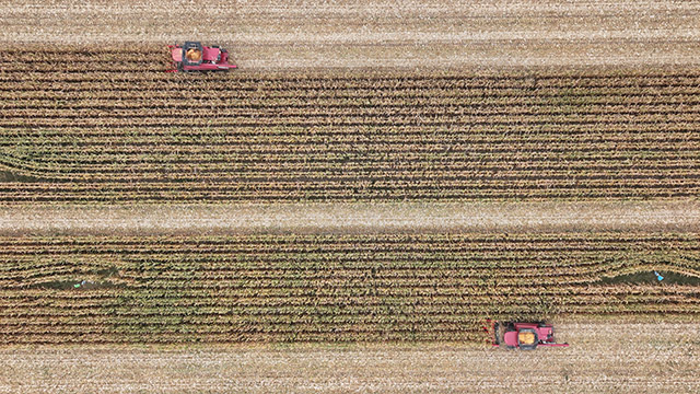 腰林毛都镇车家子嘎查土地托管合作社机械化收割大田玉米。刘郡摄