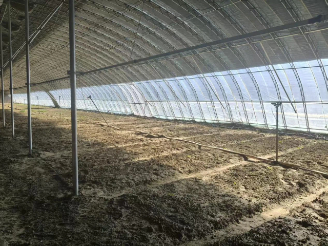 六家子镇哈海沟村设施农业基地大棚内白芍药花苗陆续破土而出。李明月摄