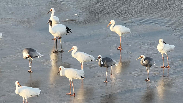 丹顶鹤、白鹤、白枕鹤“三鹤同框”。通辽市林业和草原局供图