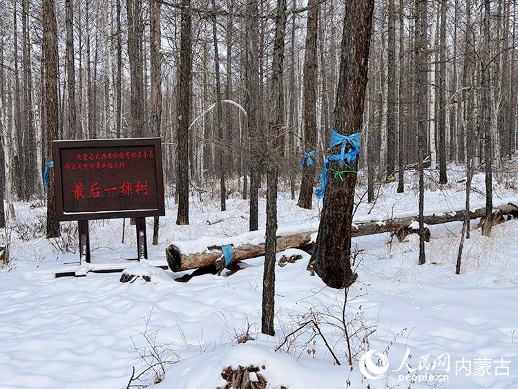 内蒙古大兴安岭国有林区全面停止天然林商业性采伐“最后一棵树”标志纪念地。人民网记者 寇雅楠摄