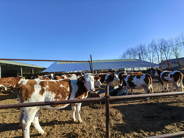 陳寶玉飼養的肉牛。王晶攝