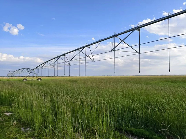 海魯吐鎮羊草基地。