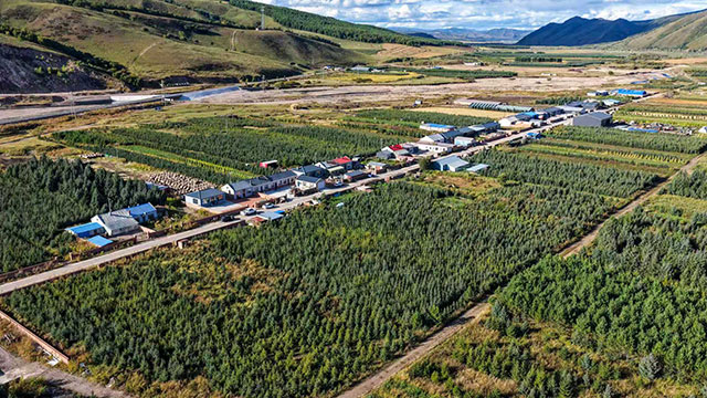 科右前旗生态林地与耕地绿意盎然。韩双龙摄