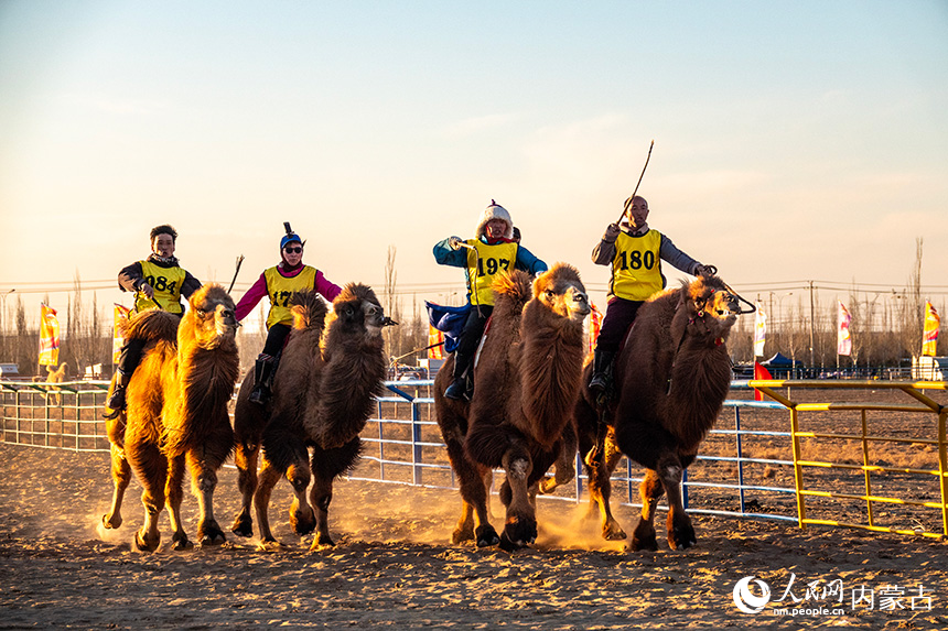 赛道上，牧民跃动驼背疾驰如风，展现着人与骆驼的默契配合与竞技画卷。吕昊俊摄
