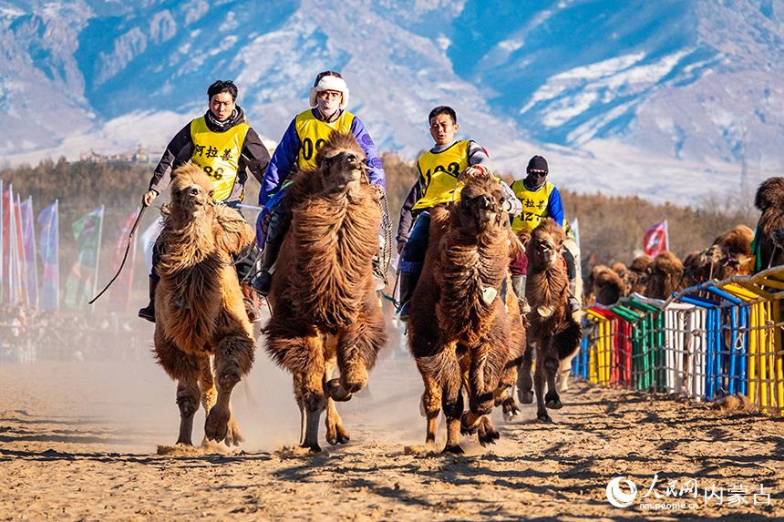 赛道上，牧民跃动驼背疾驰如风，展现着人与骆驼的默契配合与竞技画卷。吕昊俊摄