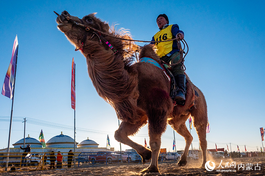 赛道上，牧民跃动驼背疾驰如风，展现着人与骆驼的默契配合与竞技画卷。吕昊俊摄