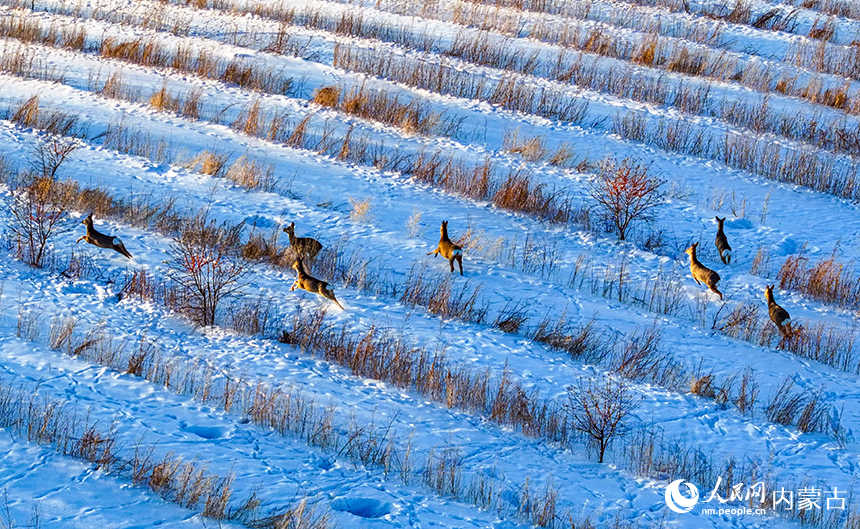 野生狍子在興安盟阿爾山市天池鎮的雪原上奔跑。王正攝
