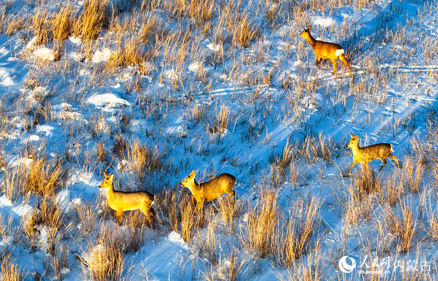 野生狍子在兴安盟阿尔山市天池镇的雪原上奔跑。王正摄