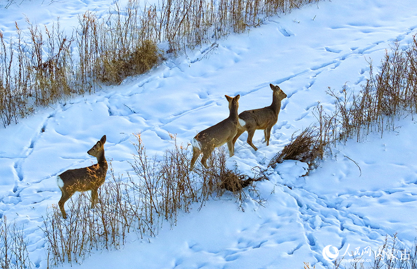 野生狍子在兴安盟阿尔山市天池镇的雪原上奔跑。王正摄
