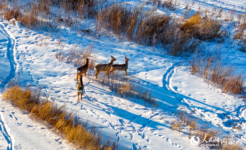 野生狍子在兴安盟阿尔山市天池镇的雪原上奔跑。王正摄