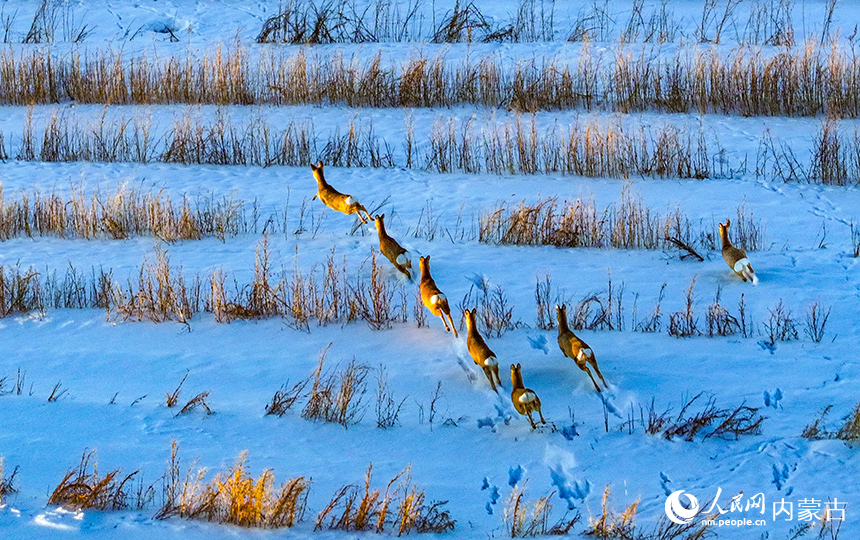野生狍子在兴安盟阿尔山市天池镇的雪原上奔跑。王正摄