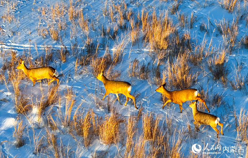 野生狍子在兴安盟阿尔山市天池镇的雪原上奔跑。王正摄