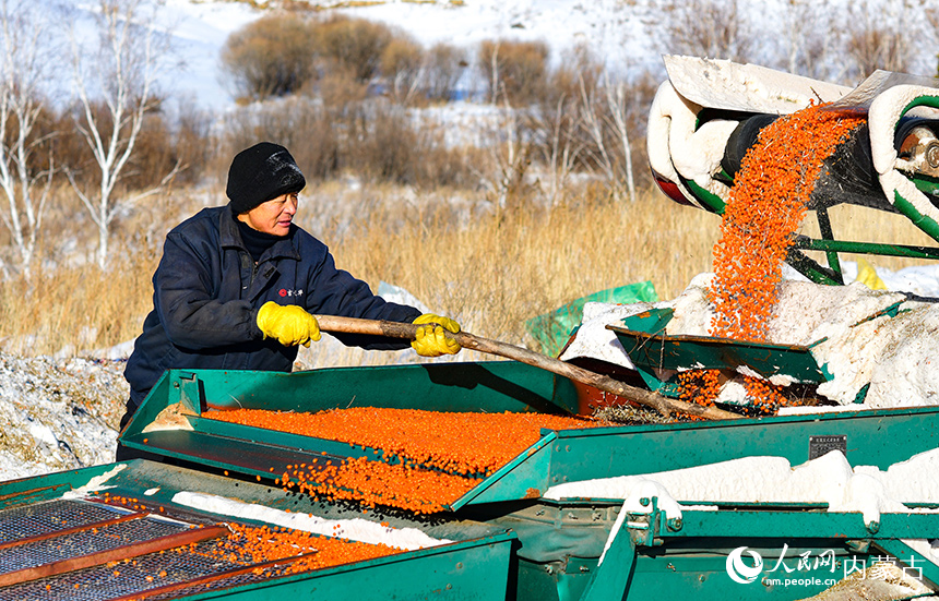 农民在兴安盟阿尔山市清祥马铃薯种植培育专业合作社沙棘种植基地清选收获的沙棘果。王正摄