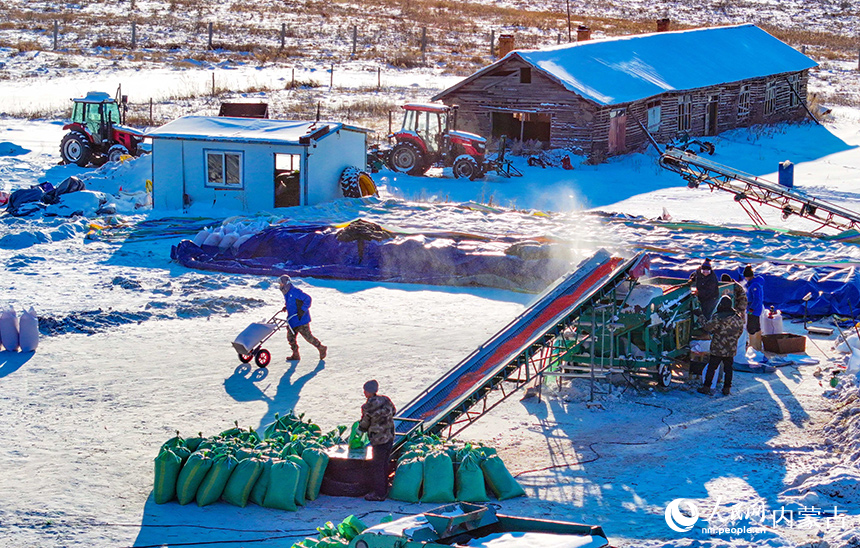 农民在兴安盟阿尔山市清祥马铃薯种植培育专业合作社沙棘种植基地作业。王正摄