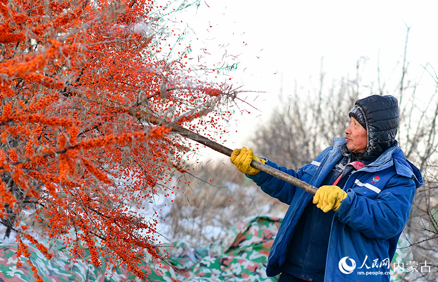 农民在兴安盟阿尔山市清祥马铃薯种植培育专业合作社沙棘种植基地收获沙棘果。王正摄