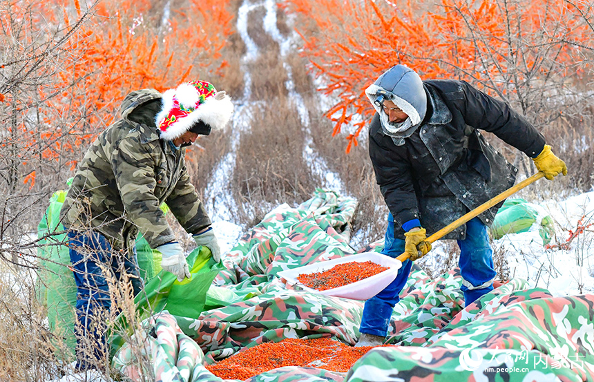 农民在兴安盟阿尔山市清祥马铃薯种植培育专业合作社沙棘种植基地收获沙棘果。王正摄