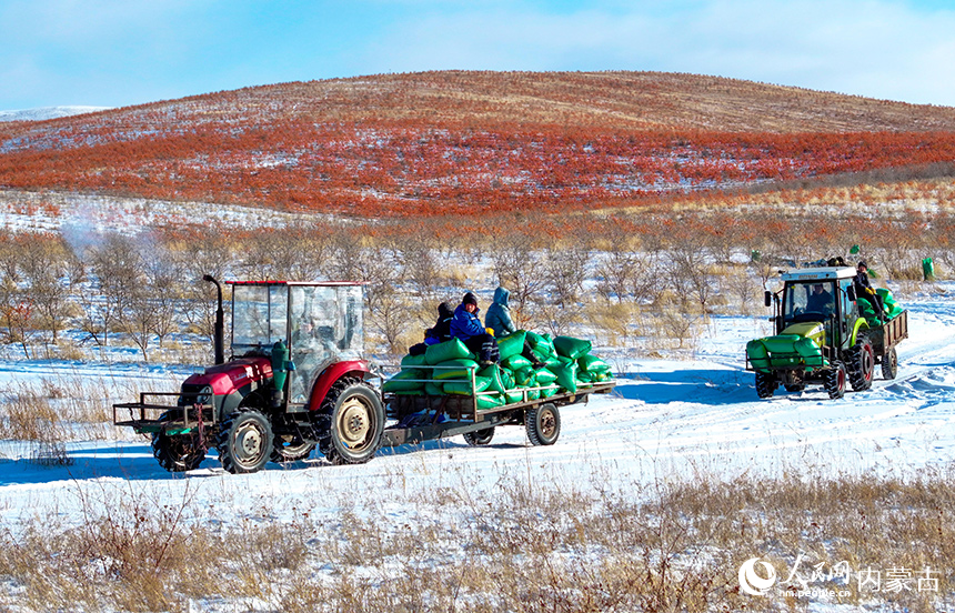 农机在兴安盟阿尔山市清祥马铃薯种植培育专业合作社沙棘种植基地运输收获的沙棘果。王正摄
