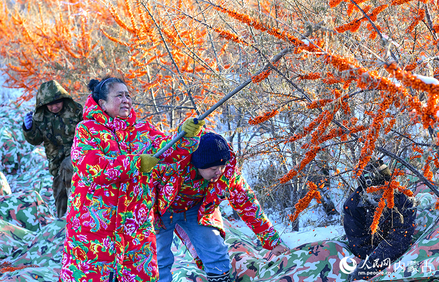 农民在兴安盟阿尔山市清祥马铃薯种植培育专业合作社沙棘种植基地收获沙棘果。王正摄