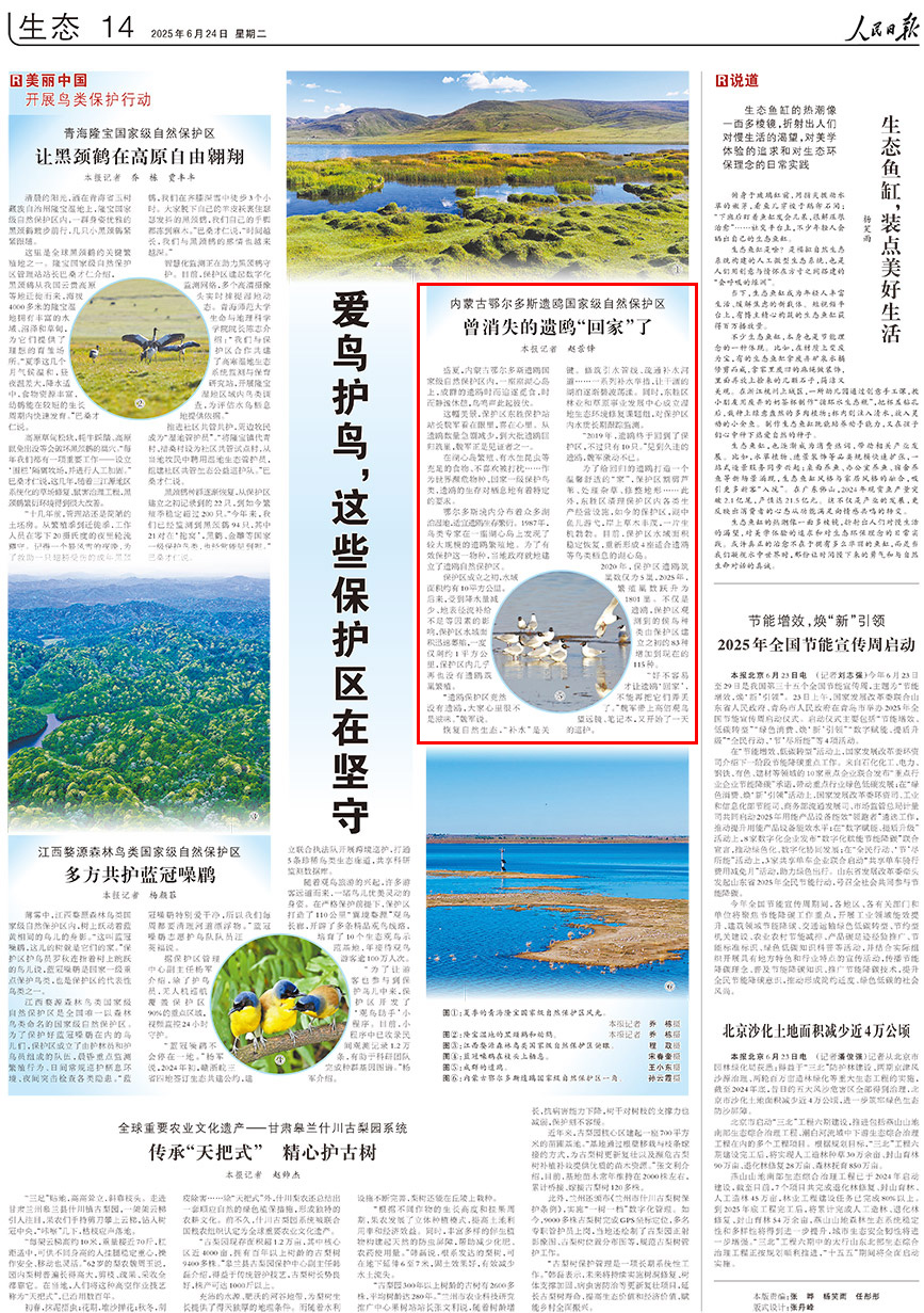 2025-06-24                            曾消失的遺鷗“回家”了                                   盛夏，內蒙古鄂爾多斯遺鷗國家級自然保護區內，一座座湖心島上，成群的遺鷗時而追逐覓食，時而靜謐休憩，鳥鳴聲此起彼伏。                                                 這幅美景，保護區東勝保護站站長魏軍看在眼裡，喜在心裡。從遺鷗數量急劇減少，到大批遺鷗回歸筑巢，魏軍正是見証者之一。                    【詳細】                            