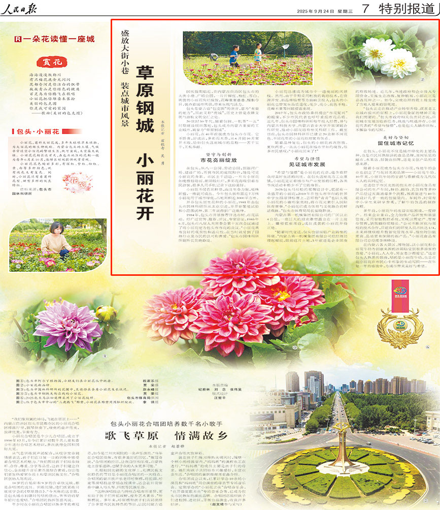 2025-09-24                            草原鋼城 小麗花開                                   國慶假期臨近，在內蒙古自治區包頭市的大街小巷、廣場公園，一片片鮮紅、粉紅、雪白、明黃的小麗花絢爛綻放，花瓣重重疊疊、耀眼奪目，裝點著城市風景，帶來生機與活力。                                              小麗花，在40年前就成為包頭市市花。它不嬌貴，好成活，多彩而無香，從6月到10月常開不敗，恰如包頭這座城市的品格——苦干實干，無私奉獻。                    【詳細】                            