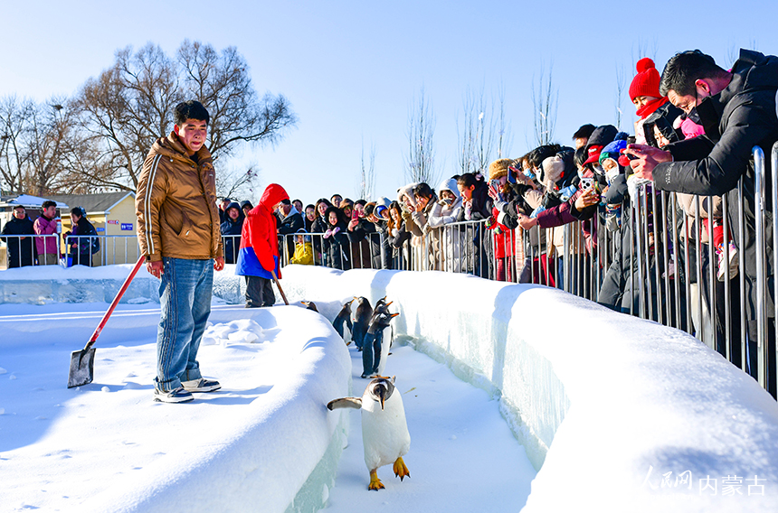 游客在呼和浩特市大黑河軍事文化樂園內的冰雪樂園裡與企鵝互動。王正攝