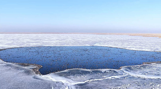冬日乌梁素海航拍图。王铁摄