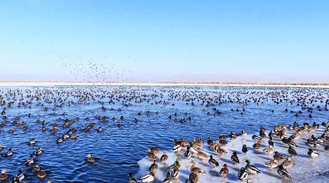 近2万只水鸟在乌梁素海集结栖息。王铁摄