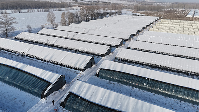 雪中矗立的一栋栋暖棚