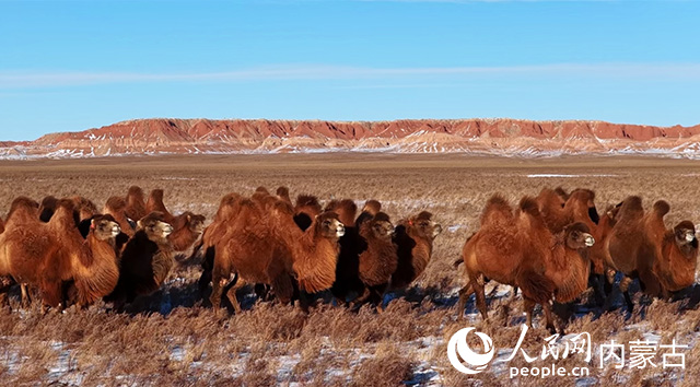 大紅山下的駝群。四子王旗融媒體中心供圖