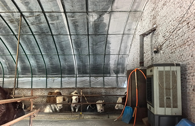 “牛公寓”内的供暖锅炉保障肉牛温暖过冬。高鑫磊摄