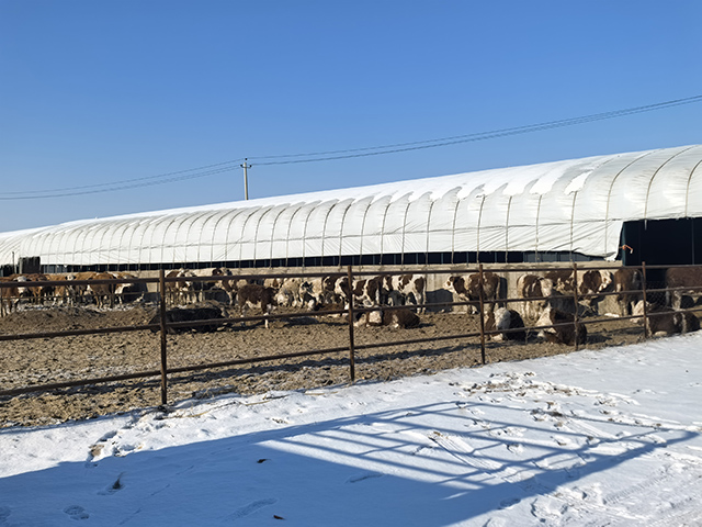 舍伯吐镇旭光嘎查的现代化“牛公寓”。赖星竹摄