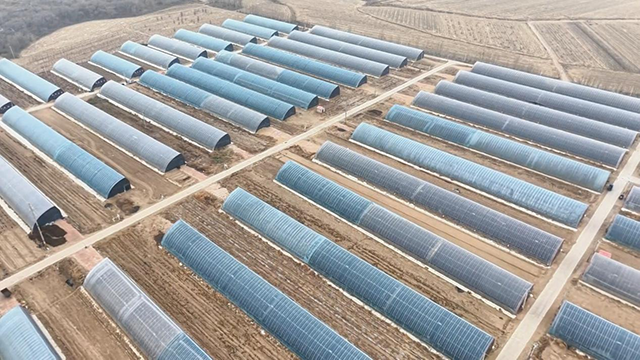 奈曼旗哈沙图村标准化大棚。张珠海摄