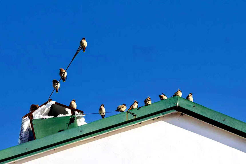 栖于屋顶的太平鸟，恰与此间安宁岁月相映成趣。刘万军摄