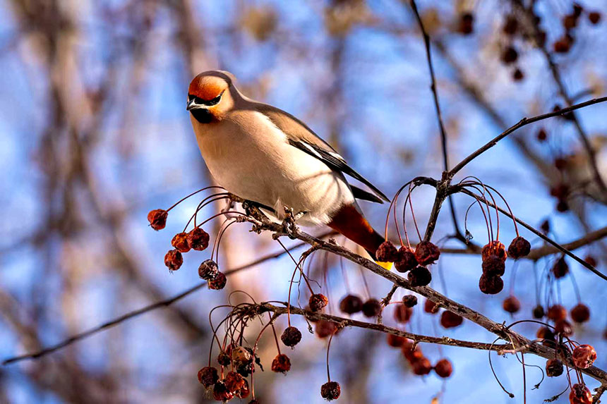 太平鸟橘黄的羽冠，像一顶小巧的皇冠，在阳光下漾着绒绒的暖光。刘万军摄