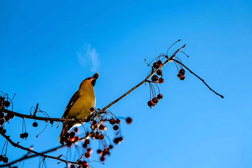 枝头觅食。刘万军摄