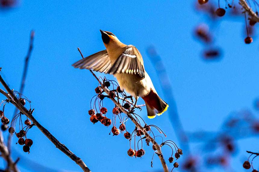 枝头盘旋。刘万军摄