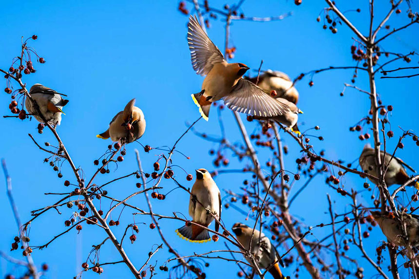 数九寒天，万物本显萧瑟，而山荆子枝头太平鸟的啾鸣，却是这个冬日里最温柔的惊喜，更是阿荣旗生态持续向好的生动见证。刘万军摄