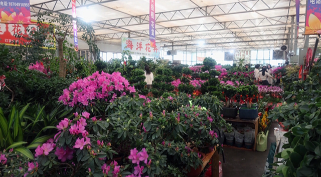 各类年宵花销售旺。马崔宇摄