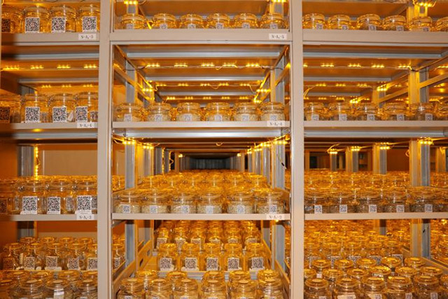 蒙草生態特色鄉土植物種質資源庫。蒙草集團供圖