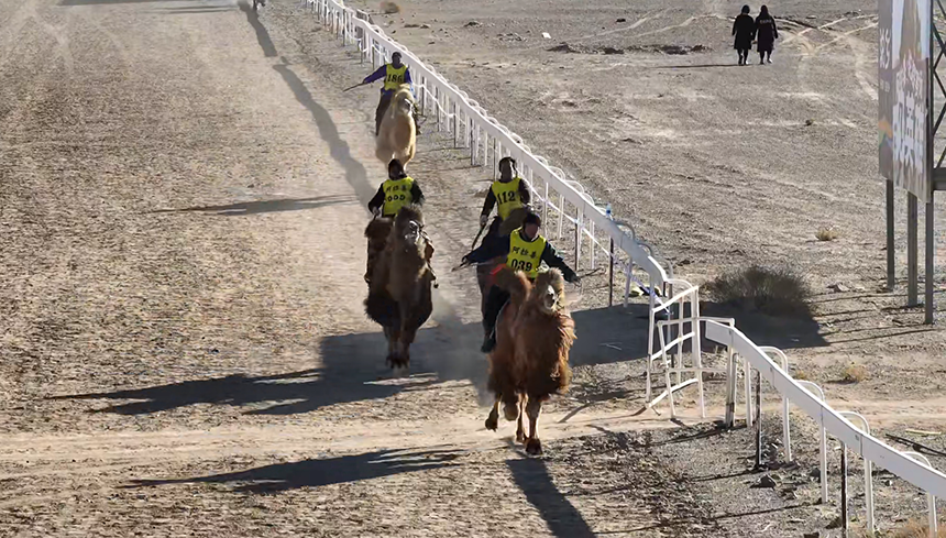 阿拉善駱駝超級聯賽第三場月賽開賽。張春生攝