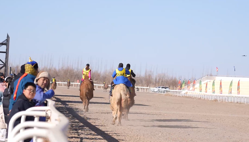 阿拉善駱駝超級聯賽第三場月賽開賽。呼貝泰攝