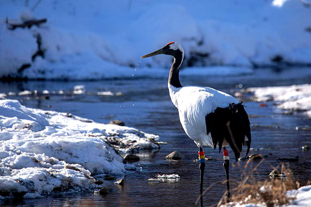 丹顶鹤身姿挺拔,洁白羽翼衬着朱红顶冠,非常美丽。吴东志摄