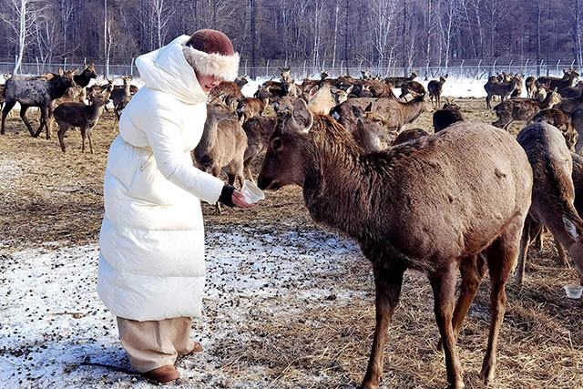 游客与梅花鹿亲密互动。