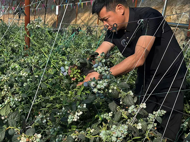 基地负责人正在查看蓝莓长势
