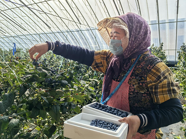 工人们正在采摘蓝莓。王森然摄
