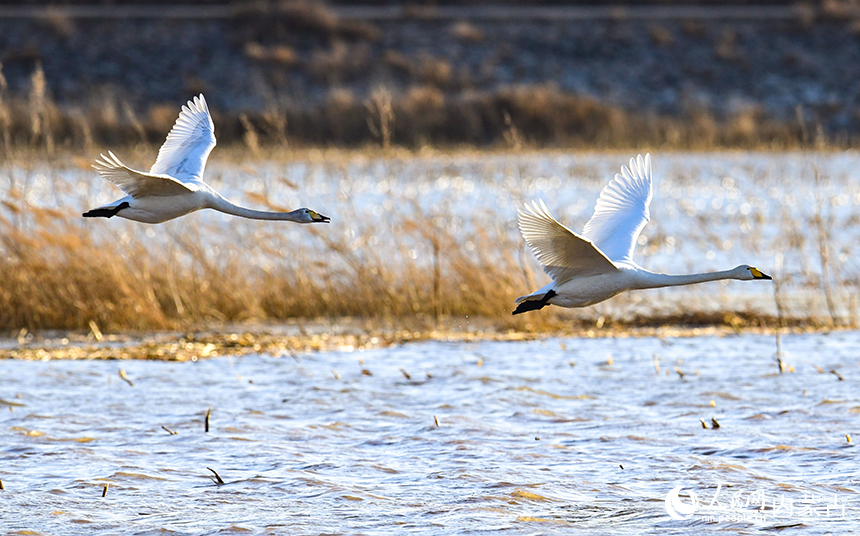 天鵝在鄂爾多斯市達拉特旗境內的黃河濕地飛翔。王正攝