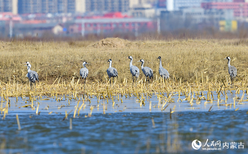 灰鹤在鄂尔多斯市达拉特旗境内的黄河湿地栖息。王正摄