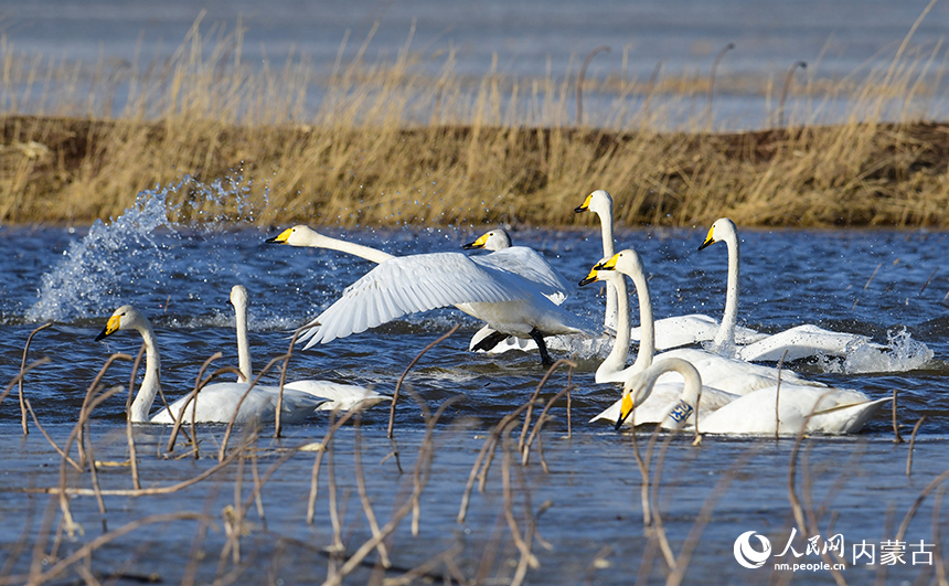 天鹅在鄂尔多斯市达拉特旗境内的黄河湿地飞翔。王正摄