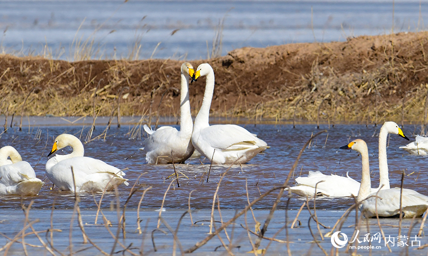 天鹅在鄂尔多斯市达拉特旗境内的黄河湿地栖息。王正摄